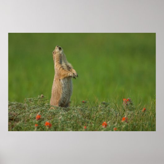 USA, South Dakota, Custer State Park Poster (Voorkant)