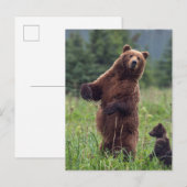 USA, Southeast Alaska, Brown Bear and cub Briefkaart (Voorkant / Achterkant)