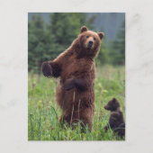 USA, Southeast Alaska, Brown Bear and cub Briefkaart (Voorkant)
