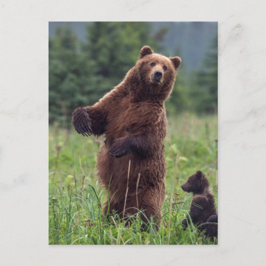 USA, Southeast Alaska, Brown Bear and cub Briefkaart (Voorkant)
