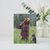 USA, Southeast Alaska, Brown Bear and cub Briefkaart (Staand voorkant)