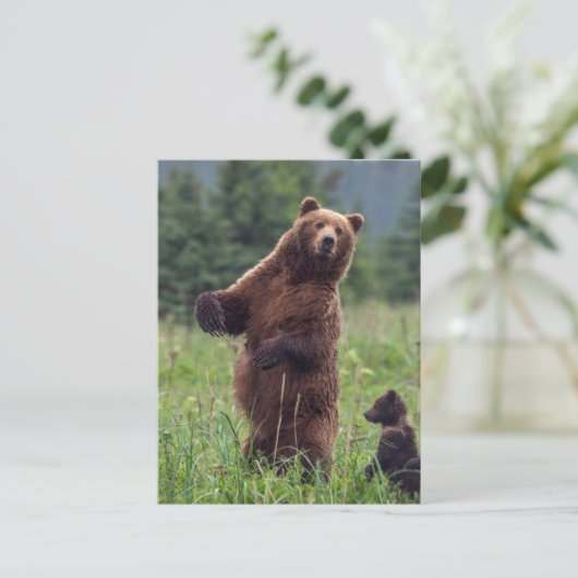 USA, Southeast Alaska, Brown Bear and cub Briefkaart (Staand voorkant)