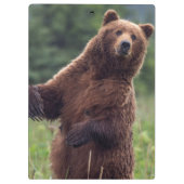 USA, Southeast Alaska, Brown Bear and cub Klembord (Achterkant)