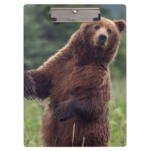 USA, Southeast Alaska, Brown Bear and cub Klembord (Voorkant)