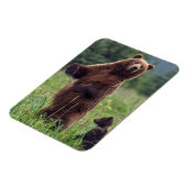 USA, Southeast Alaska, Brown Bear and cub Magneet (Linkerzijde)