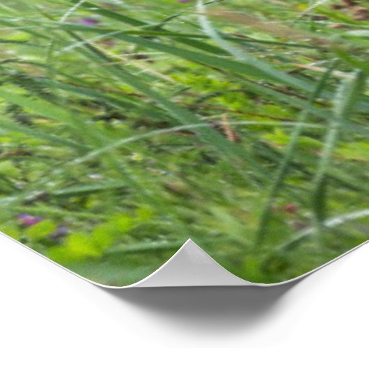 USA, Southeast Alaska, Brown Bear and cub Poster (Hoek)