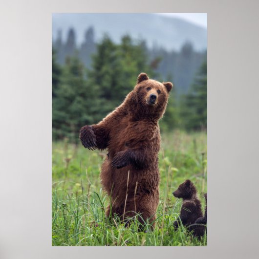 USA, Southeast Alaska, Brown Bear and cub Poster (Voorkant)