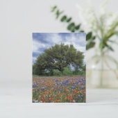 USA, Texas, Marble Herfsten Paintborstel en Briefkaart (Staand voorkant)