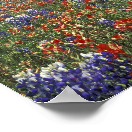 USA, Texas, Marble Herfsten Paintborstel en Poster (Hoek)