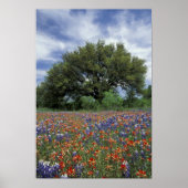 USA, Texas, Marble Herfsten Paintborstel en Poster (Voorkant)