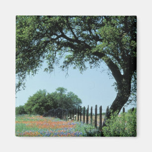 USA, Texas, Texas Hill Country Paintborstel en Magneet