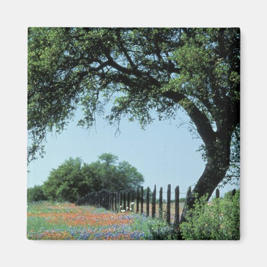 USA, Texas, Texas Hill Country Paintborstel en Magneet (Voorkant)