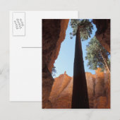 USA, Utah, Bryce Canyon National Park. Tall Briefkaart (Voorkant / Achterkant)