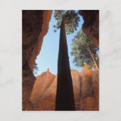 USA, Utah, Bryce Canyon National Park. Tall Briefkaart (Voorkant)