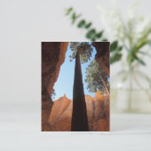 USA, Utah, Bryce Canyon National Park. Tall Briefkaart (Staand voorkant)
