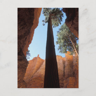 USA, Utah, Bryce Canyon National Park. Tall Briefkaart