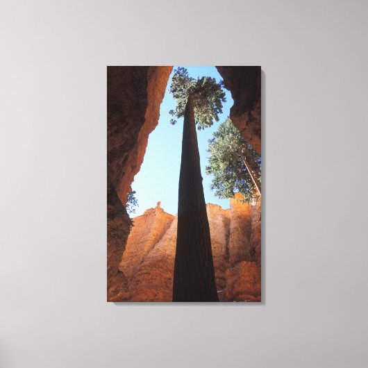 USA, Utah, Bryce Canyon National Park. Tall Canvas Afdruk (Voorkant)