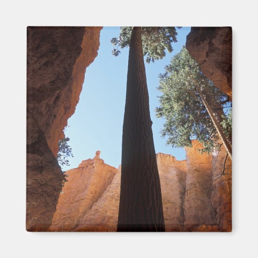 USA, Utah, Bryce Canyon National Park. Tall Magneet (Voorkant)