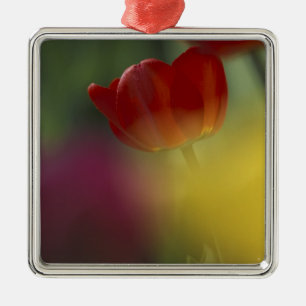 USA, Utah, Cache Valley Tulips in een tuin Metalen Ornament