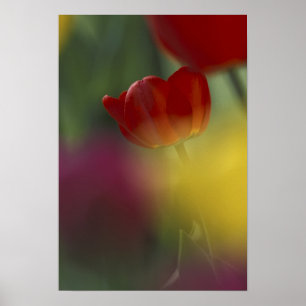 USA, Utah, Cache Valley Tulips in een tuin Poster