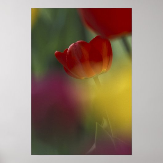 USA, Utah, Cache Valley Tulips in een tuin Poster (Voorkant)