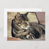 USA, Utah, Capitol Reef NP. Slaptende kat Briefkaart (Voorkant / Achterkant)