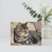 USA, Utah, Capitol Reef NP. Slaptende kat Briefkaart (Staand voorkant)