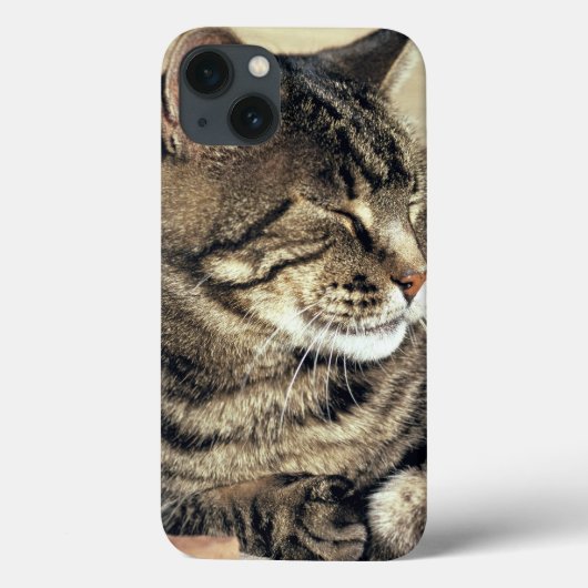 USA, Utah, Capitol Reef NP. Slaptende kat Case-Mate iPhone Case (Achterkant)