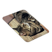 USA, Utah, Capitol Reef NP. Slaptende kat Magneet (Rechterzijde)