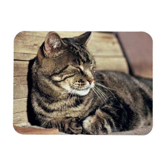 USA, Utah, Capitol Reef NP. Slaptende kat Magneet (Horizontaal)