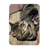 USA, Utah, Capitol Reef NP. Slaptende kat Magneet (Verticaal)