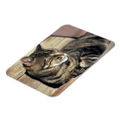 USA, Utah, Capitol Reef NP. Slaptende kat Magneet (Linkerzijde)