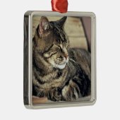 USA, Utah, Capitol Reef NP. Slaptende kat Metalen Ornament (Rechts)