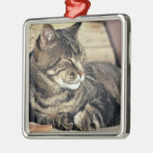 USA, Utah, Capitol Reef NP. Slaptende kat Metalen Ornament (Links)