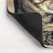 USA, Utah, Capitol Reef NP. Slaptende kat Muismat (Hoek)