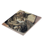 USA, Utah, Capitol Reef NP. Slaptende kat Tegeltje (Zijkant)