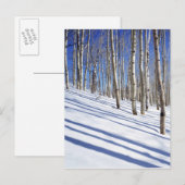 USA, Utah, Dixie National Forest, Aspen Grove Briefkaart (Voorkant / Achterkant)