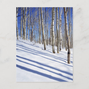 USA, Utah, Dixie National Forest, Aspen Grove Briefkaart