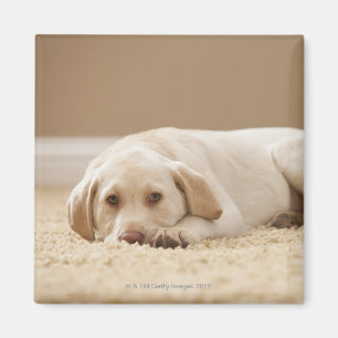 USA, Utah, Lehi, Portret of Yellow Labrador Magneet