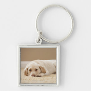 USA, Utah, Lehi, Portret of Yellow Labrador Sleutelhanger
