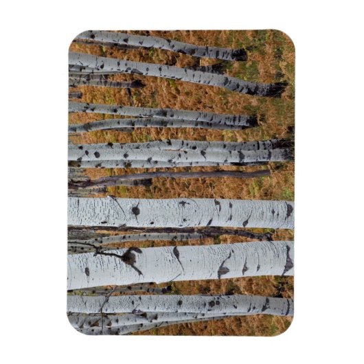 USA, Utah, Uinta-Wasatch-Cache National Forest 2 Magneet (Verticaal)