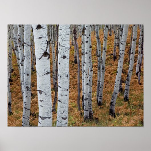 USA, Utah, Uinta-Wasatch-Cache National Forest 2 Poster (Voorkant)