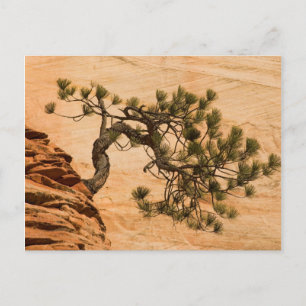USA, Utah, Zion National Park. Pijnboom Briefkaart