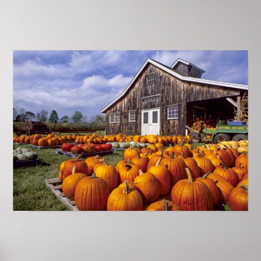USA, Vermont, Shelbourne, Pumpkins Poster (Voorkant)