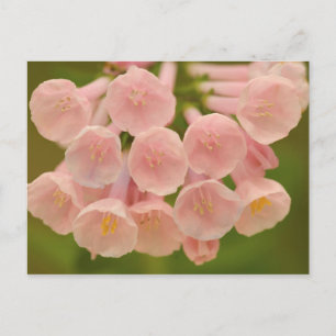 USA, Virginia, Manassas, Manassas National Briefkaart