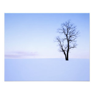 USA, Virginia, Page County, Black Locust Foto Afdruk