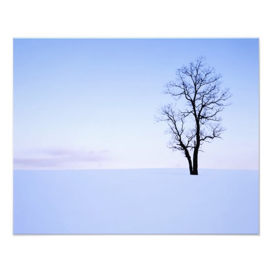 USA, Virginia, Page County, Black Locust Foto Afdruk (Voorkant)