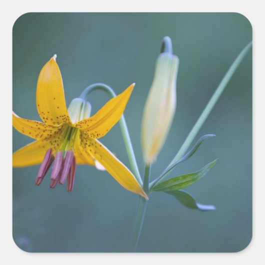 USA, WA, Mt. Rainier National Park. Columbia Vierkante Sticker (Voorkant)