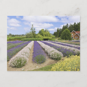 USA, WA, Sequim, Paars Haze Lavender Boerderij Briefkaart