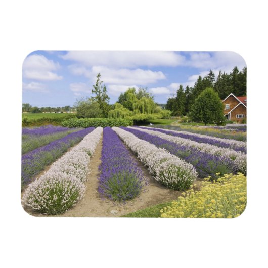USA, WA, Sequim, Paars Haze Lavender Boerderij Magneet (Horizontaal)